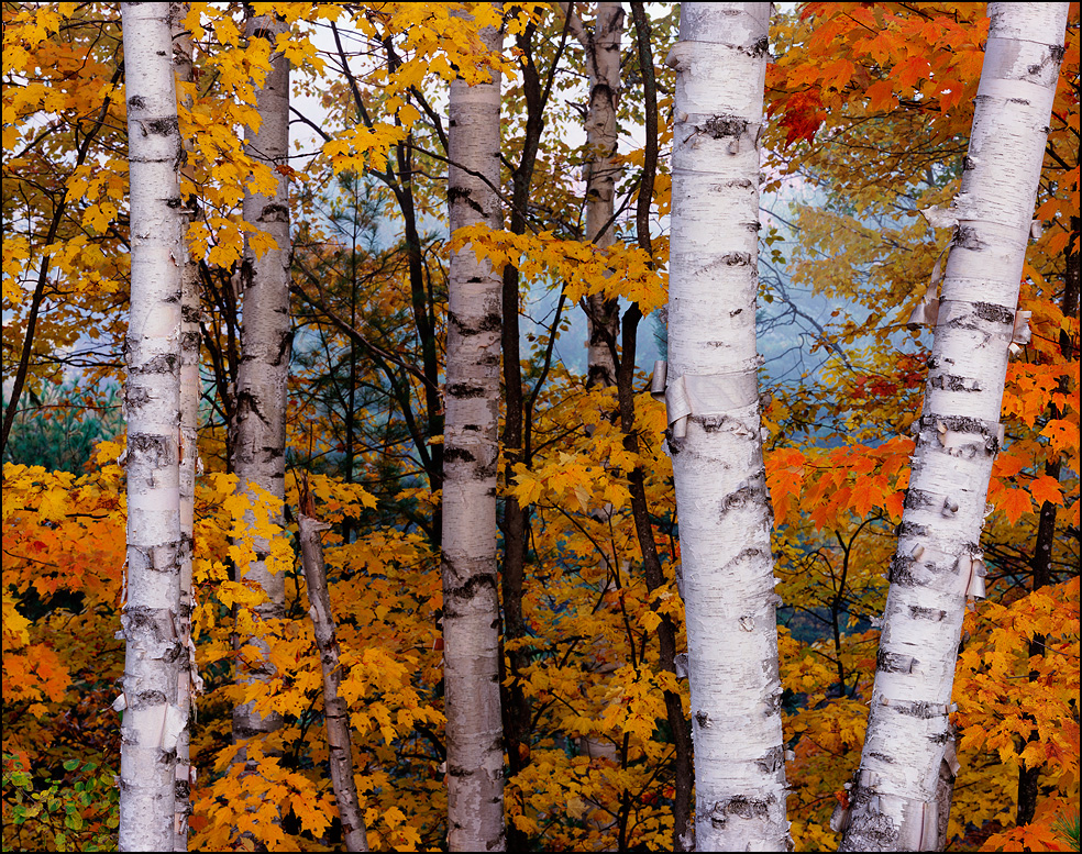 Birch, maple and pine trees in Fall, Hiawatha National Forest, Upper Michigan